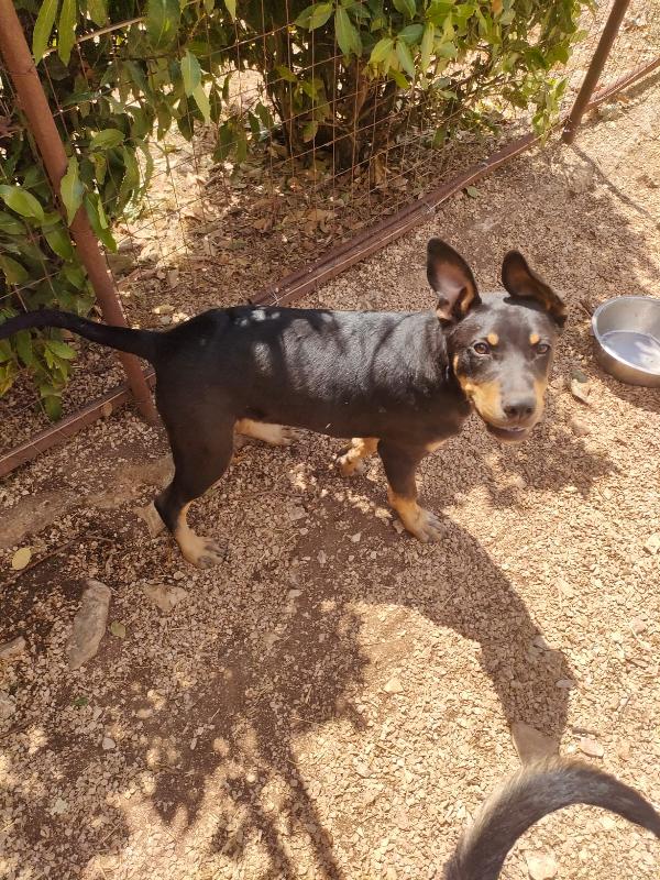 🐶 “Dodo, un cucciolo che non vuole crescere invisibile” Foto 8